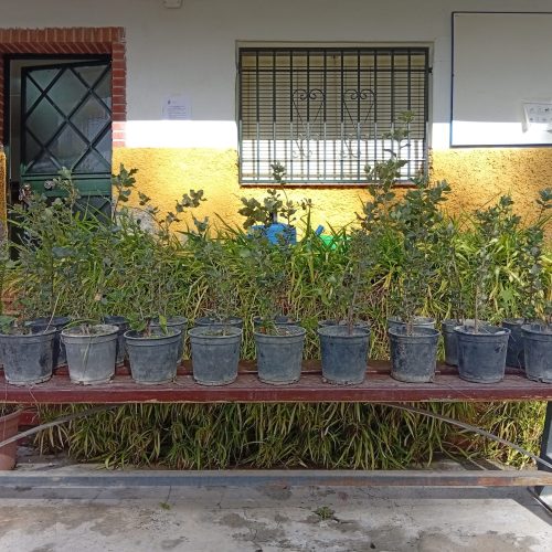 Un árbol por cada nacimiento