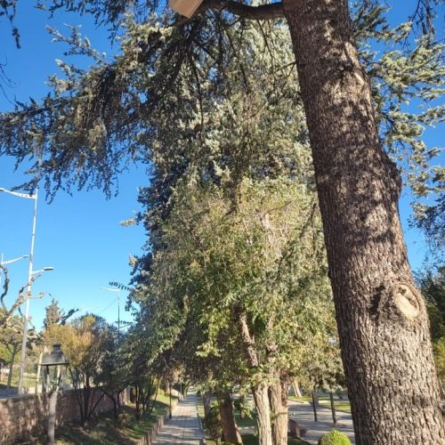 El Ayuntamiento instala cajas nido para fomentar la biodiversidad urbana