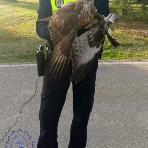 La Policía Local rescata a un ave rapaz que estaba gravemente herida