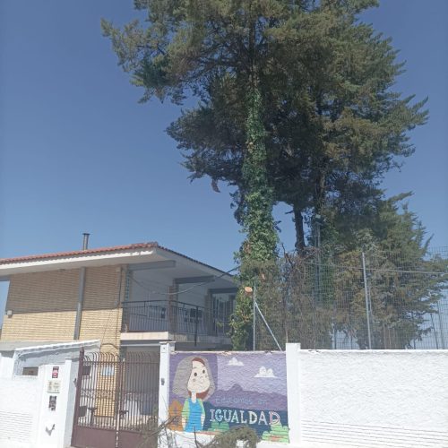 Limpieza pinos en el colegio de Monte Lope Álvarez