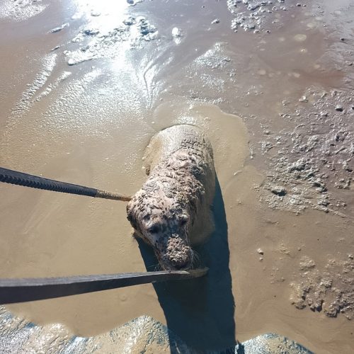 La Policía Local devuelve a su familia un labrador rescatado “in extremis” de una balsa de una orujera