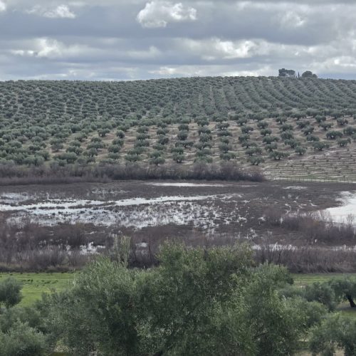 1.261 agricultores marteños reciben 8,7 millones del Gobierno de España tras las borrascas