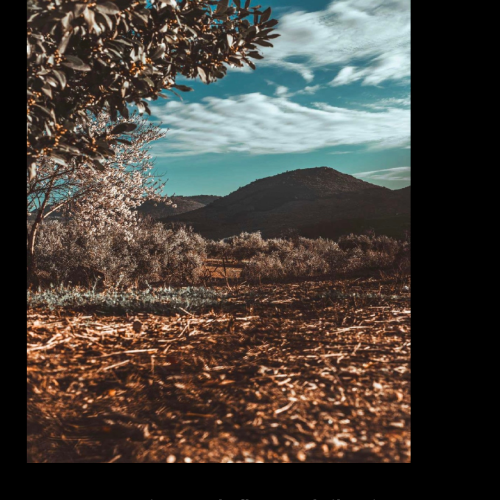 Fallo del XX Concurso de Fotografía sobre Medio Ambiente en Martos