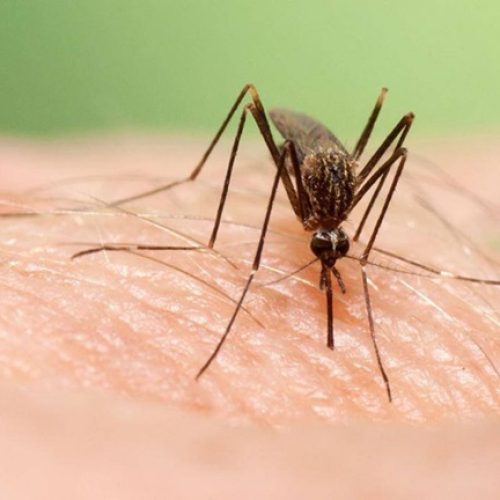 El alcalde culpa a la Junta de Andalucía de no hacer frente a la transmisión del virus del Nilo