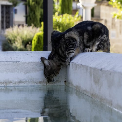 Fallo del XXI Concurso de Fotografía sobre Medio Ambiente: “Biodiversidad urbana de Martos”